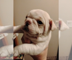 Frenchie Pug Puppy for sale in NEW WAVERLY, TX, USA