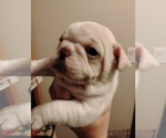 Image preview for Ad Listing. Nickname: Litter of 3