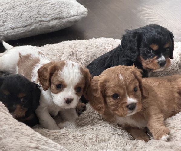 Medium Photo #1 Cavalier King Charles Spaniel Puppy For Sale in PARKER, CO, USA