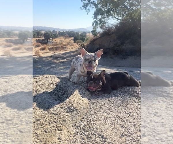Medium Photo #1 French Bulldog Puppy For Sale in EL CAJON, CA, USA