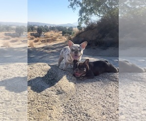 French Bulldog Puppy for sale in EL CAJON, CA, USA