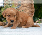 Puppy Duke Golden Retriever