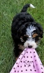 Miniature Bernedoodle Puppy for sale in BELLVILLE, OH, USA