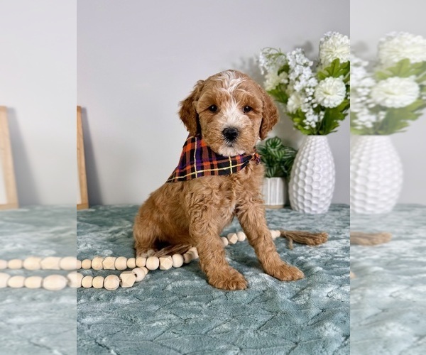 Medium Photo #1 Goldendoodle (Miniature) Puppy For Sale in GREENFIELD, IN, USA