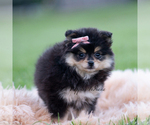 Small #2 Pomeranian