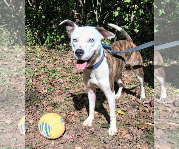 Medium Photo #11 American Pit Bull Terrier-Unknown Mix Puppy For Sale in Germantown, OH, USA
