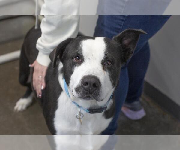 Medium Photo #1 Border Collie-Unknown Mix Puppy For Sale in Mountain Home, AR, USA