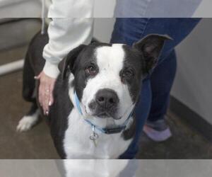 Border Collie-Unknown Mix Dogs for adoption in Mountain Home, AR, USA