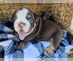 Puppy Mr Moo Bulldog