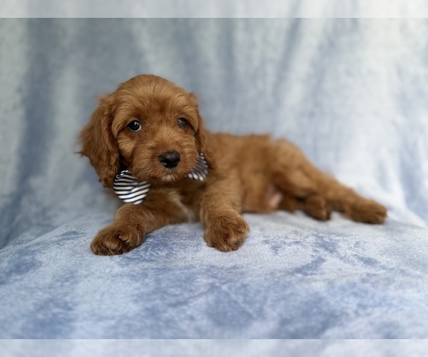 Medium Photo #2 Cavapoo (Miniature) Puppy For Sale in LAKELAND, FL, USA