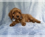 Small #1 Cavapoo (Miniature)