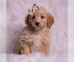 Small #2 Goldendoodle (Miniature)