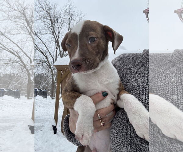 Medium Photo #2 American Staffordshire Terrier-Unknown Mix Puppy For Sale in Duluth, MN, USA