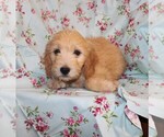 Small Photo #3 Goldendoodle Puppy For Sale in BLOOMINGTON, IN, USA