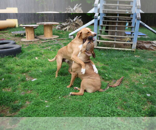 Medium Photo #23 Labrador Retriever-Unknown Mix Puppy For Sale in Sebec, ME, USA