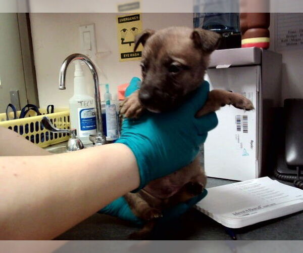 Medium Photo #1 Mutt Puppy For Sale in Martinez, CA, USA