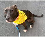 Small #41 American Pit Bull Terrier Mix