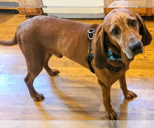 Redbone Coonhound-Unknown Mix Dogs for adoption in Plainfield, IL, USA