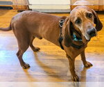 Small Redbone Coonhound Mix