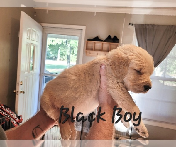 Medium Photo #3 Golden Pyrenees-Golden Retriever Mix Puppy For Sale in ARDMORE, AL, USA