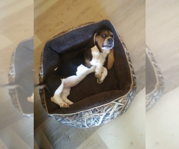 Medium Photo #4 Basset Hound Puppy For Sale in PETERSBURG, IN, USA