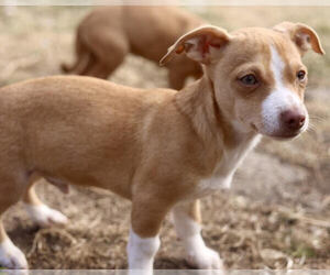 Chihuahua-Unknown Mix Dogs for adoption in Andover, MN, USA