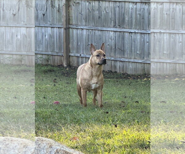 Medium Photo #6 Carolina Dog-Unknown Mix Puppy For Sale in Mount Airy, NC, USA