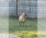 Small #5 Carolina Dog Mix