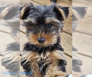 Yorkshire Terrier Puppy for sale in CONKLIN, NY, USA
