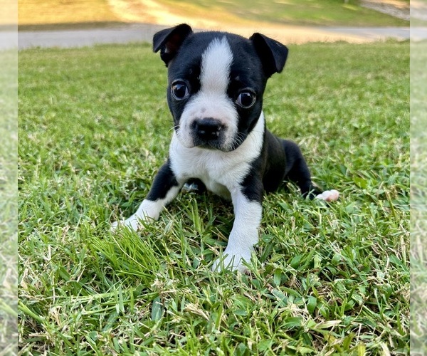 Medium Photo #1 Boston Terrier Puppy For Sale in GARFIELD, AR, USA