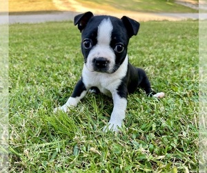 Boston Terrier Puppy for sale in GARFIELD, AR, USA