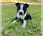 Image preview for Ad Listing. Nickname: Mia