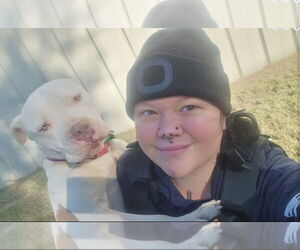 Lucious - Male American Pit Bull Terrier Dog for Adoption - Photo #4