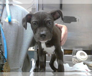 Mutt Dogs for adoption in Fayetteville, NC, USA