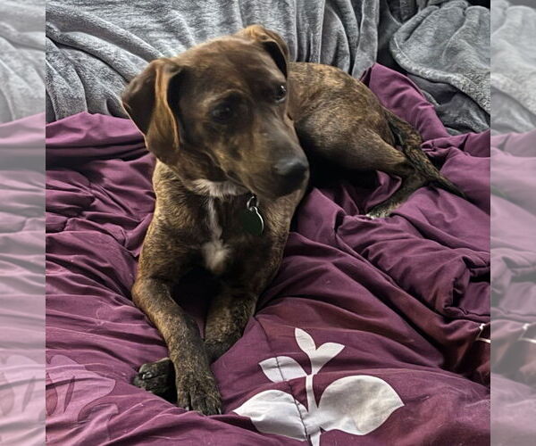 Medium Photo #4 Plott Hound-Unknown Mix Puppy For Sale in Springdale, PA, USA