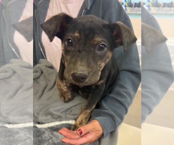 Medium Photo #2 Anatolian Shepherd-Rottweiler Mix Puppy For Sale in Amarillo, TX, USA