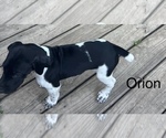 Puppy Orion German Shorthaired Pointer