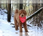Small Photo #1 Goldendoodle Puppy For Sale in FALKVILLE, AL, USA