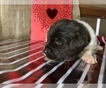Small Photo #3 Newfoundland Puppy For Sale in LOUISVILLE, KY, USA
