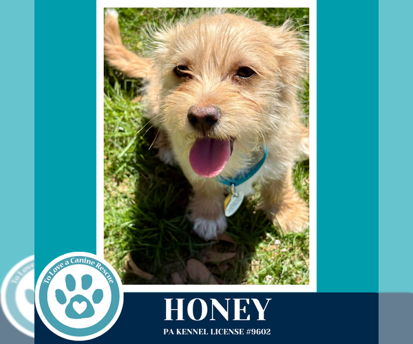 Medium Photo #3 Mutt Puppy For Sale in Kimberton, PA, USA