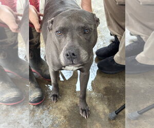 American Pit Bull Terrier-Unknown Mix Dogs for adoption in Rockaway, NJ, USA