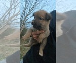 Small Photo #3 Golden Shepherd Puppy For Sale in BOSTIC, NC, USA