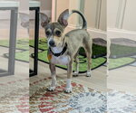 Small #3 Chihuahua Mix