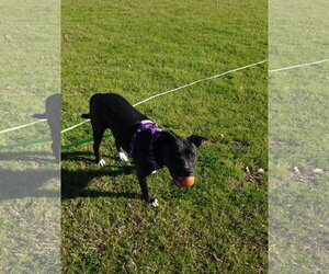 Ember - Female American Staffordshire Terrier-Unknown Mix Dog for Adoption - Photo #31
