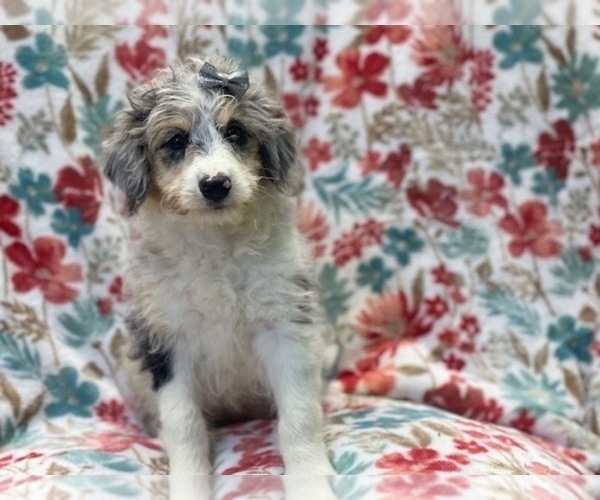 Medium Photo #1 Aussiedoodle Miniature  Puppy For Sale in LAKELAND, FL, USA