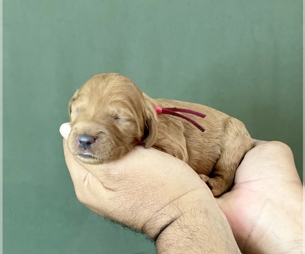 Medium Photo #13 Goldendoodle Puppy For Sale in KISSIMMEE, FL, USA