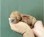 Small Photo #13 Goldendoodle Puppy For Sale in KISSIMMEE, FL, USA