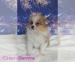 Small #2 Pomeranian
