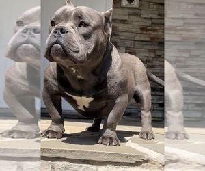 Father of the American Bully puppies born on 04/30/2025
