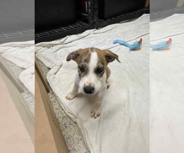 Medium Photo #3 Collie-German Shepherd Dog Mix Puppy For Sale in Mechanicsburg, PA, USA